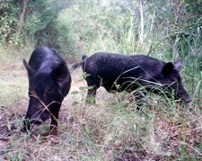 wild pigs