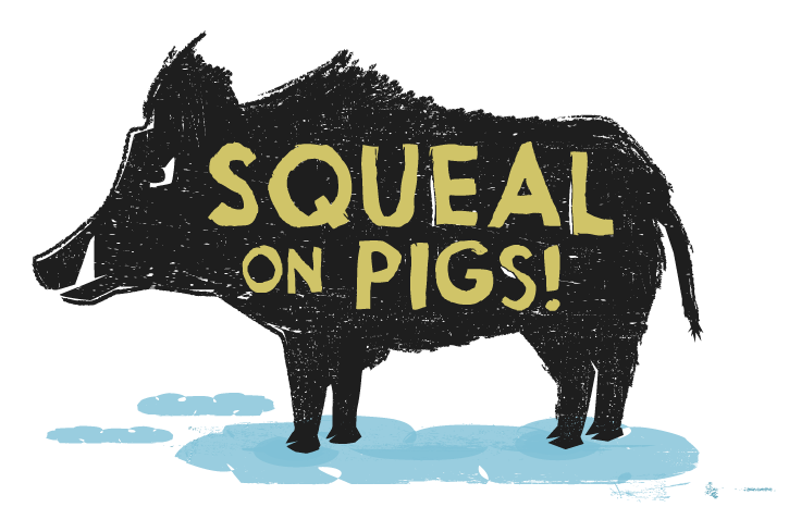 Squeal on pigs