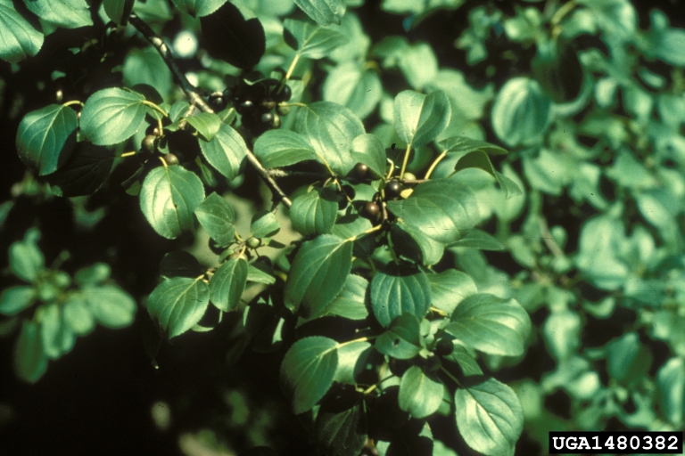 Common buckthorn with berries, courtesy of Bugwood