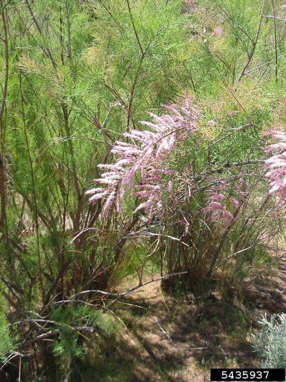 Saltcedar courtesy of Bugwood