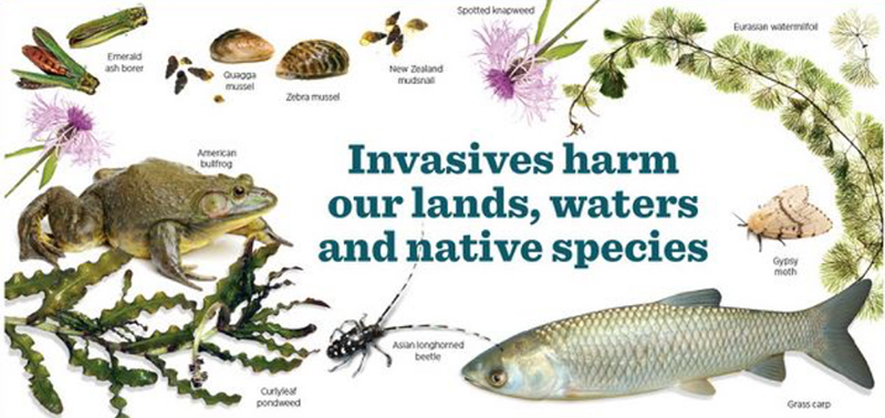 Montana Invasive Species Council Infographic. Report invasive species, learn more, and stay up to date with our newsletter.