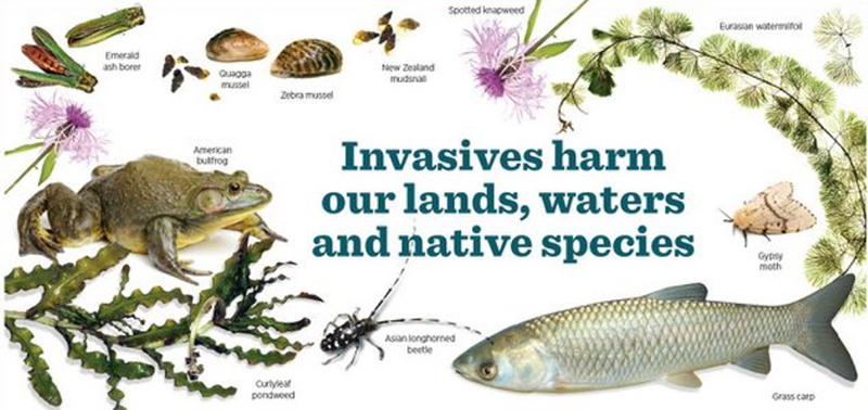 Invasive species