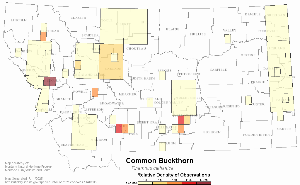 Map showing relative density of observations of common buckthorn in Montana.