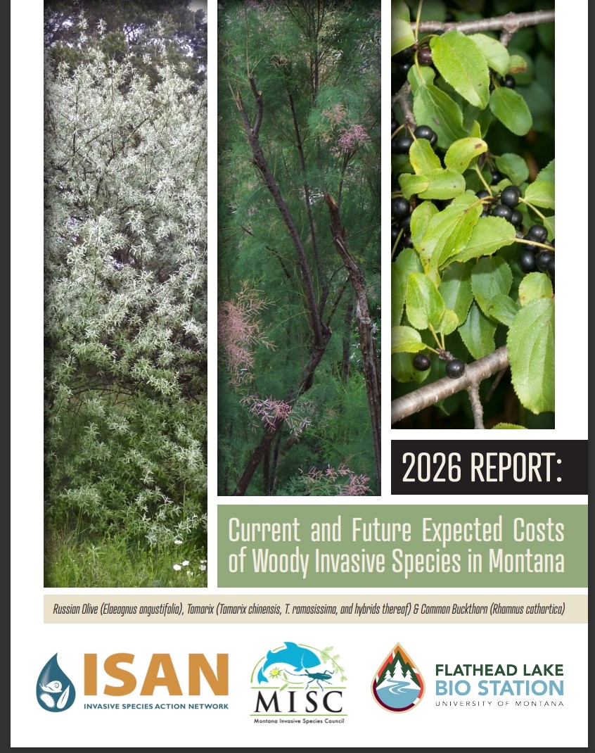 Cover page of Woody Invasives Current & Future Costs Report 2026