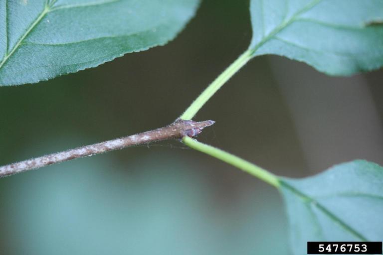 Common Buckthorn Thorn