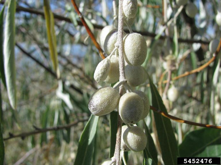 Russian Olive