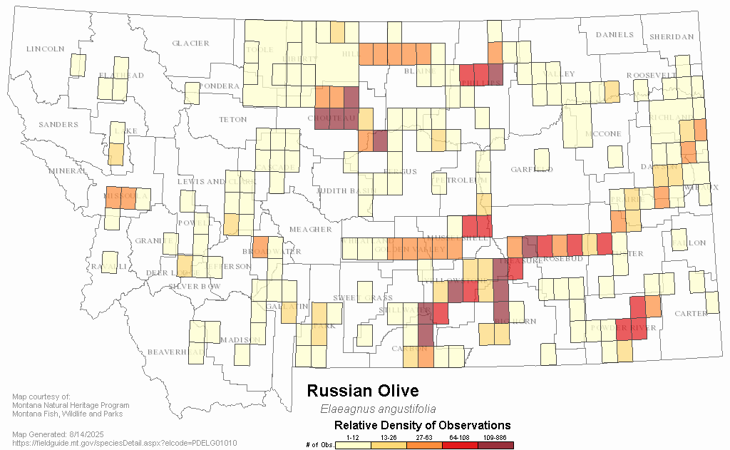Map showing relative density of Russian olive observations in Montana.