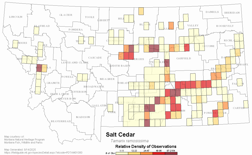 Map showing relative density of observations of saltcedar in Montana.